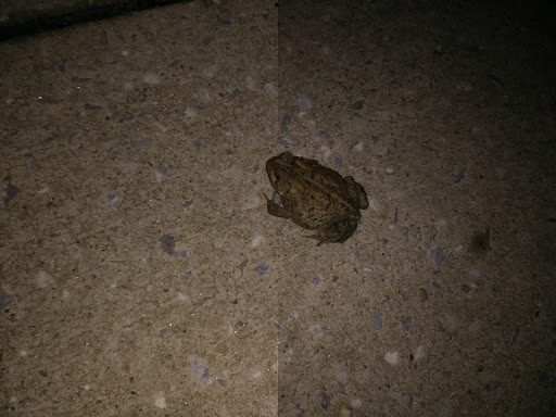 Golf Course «Fairway Hills Golf Course», reviews and photos, 5100 Columbia Rd, Columbia, MD 21044, USA