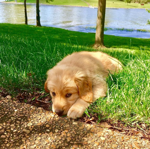 Shopping Mall «Church Lane Shopping Center», reviews and photos, 9930 York Rd, Cockeysville, MD 21030, USA