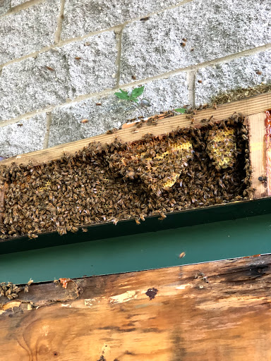 Hatchs Honey & Bee Removal LLC image 7
