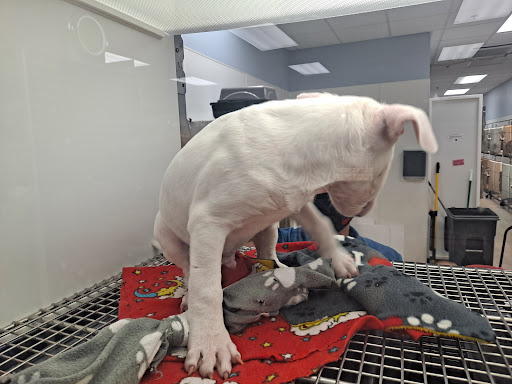 Pet Store «Petland Topeka», reviews and photos, 1801 SW Wanamaker Rd, Topeka, KS 66614, USA