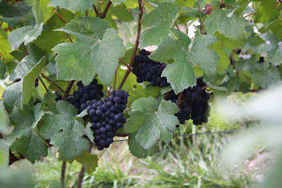 Champagne Couvent Fils à Trélou-sur-Marne