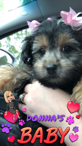 Cornerstone Veterinary Service