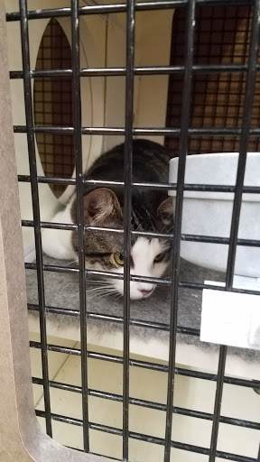 Pet Supply Store «Petco Animal Supplies», reviews and photos, 1080 Washington Square Center, Washington, MO 63090, USA