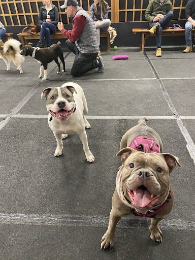 Pet Supply Store «Cycle Dog - Earth Friendly Pet Company», reviews and photos, 2215 NW Quimby St, Portland, OR 97210, USA