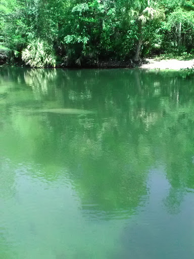 National Forest «Ocala National Forest», reviews and photos, FL-40, Silver Springs, FL 34488, USA