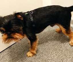Hundefriseur und Store Hello Lucy photo