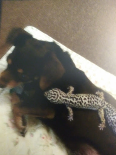 Pet Supply Store «Pets Plus», reviews and photos, 2286 Main St, Tewksbury, MA 01876, USA