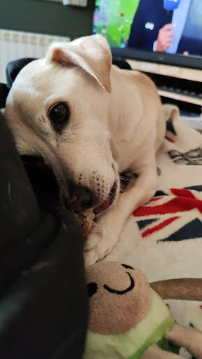 Clínica Veterinaria Viladecavalls en Viladecavalls