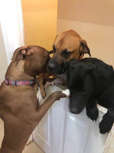 Pet Boarding Service «Howliday Inn Suites & Treats Pet Resort», reviews and photos, 1 Davis Ct, Hurricane, WV 25526, USA