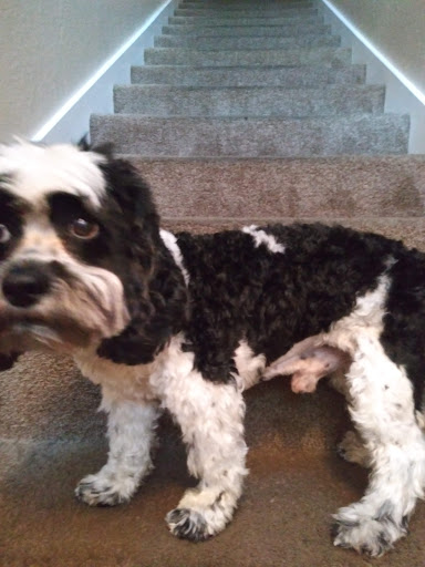 Pet Supply Store «PetSmart», reviews and photos, 2255 Pine Ridge Rd, Naples, FL 34109, USA