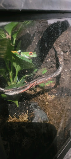 Tropical Fish Store «D-N-D Aquariums & Pet Shop», reviews and photos, 1016 S Armstrong Ave # 103, Denison, TX 75020, USA