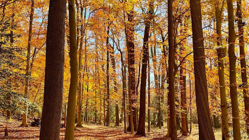 National Park «Greenbelt Park», reviews and photos, 6565 Greenbelt Rd, Greenbelt, MD 20770, USA