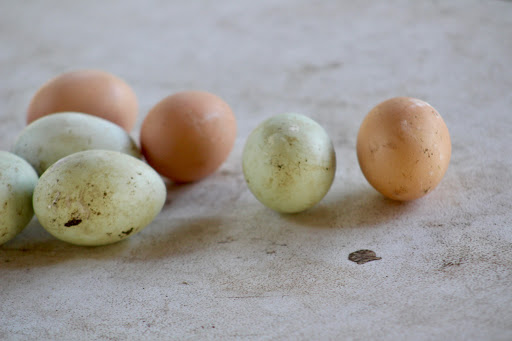 Animal Rescue Service «Nanny’s Educational Zoo And Rescue», reviews and photos, 1139 Livingston Rd, Lutz, FL 33559, USA