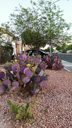 Liquor Store «Liquor Outlet», reviews and photos, 4410 W Craig Rd, North Las Vegas, NV 89032, USA