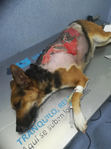 Clínica Veterinaria Campos Elíseos en Cádiz