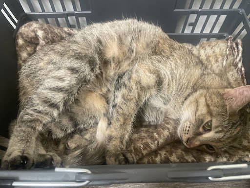 VCA Richland Animal Hospital image