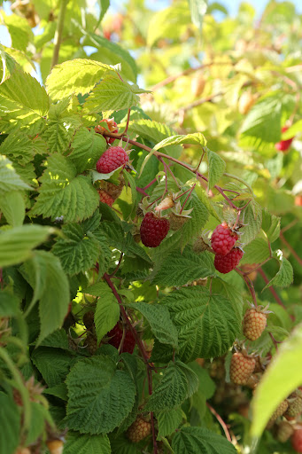 Produce Market «B&P Hitz Fruit Farm (Apples N Produce)», reviews and photos, 14070 Wilco Hwy NE, Woodburn, OR 97071, USA
