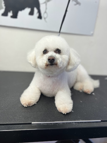 Reviews of The Furry Godmother Dog Grooming in Manchester - Dog trainer