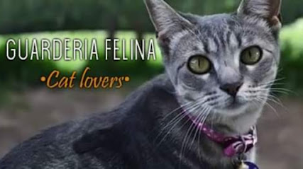 Cat Lovers - Guardería Felina