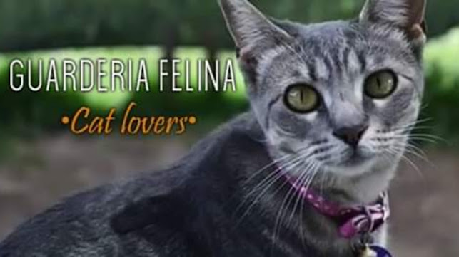 Cat Lovers - Guardería Felina