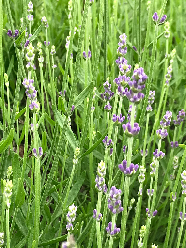 Farm «Blooming Hill Lavender Farm», reviews and photos, 19929 Telegraph Springs Rd, Purcellville, VA 20132, USA