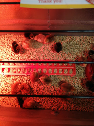 Animal Feed Store «Wilco Farm Store», reviews and photos, 3408 Hunt St NW, Gig Harbor, WA 98335, USA