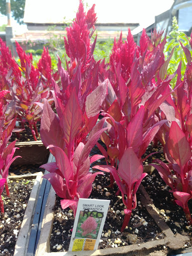 Produce Market «Smith Farm», reviews and photos, 131 Kimball Hill Rd, Hudson, NH 03051, USA