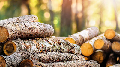 BOIS DU TRONCHET à Saint-Sauveur-Marville