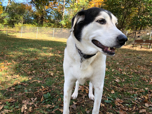 Cromwell Dog Park