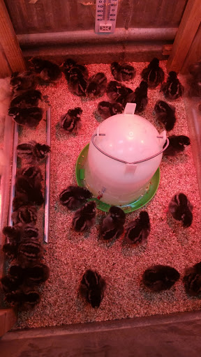 Pet Supply Store «Concord Feed Pet & Livestock Supplies», reviews and photos, 228 Hookston Rd, Pleasant Hill, CA 94523, USA