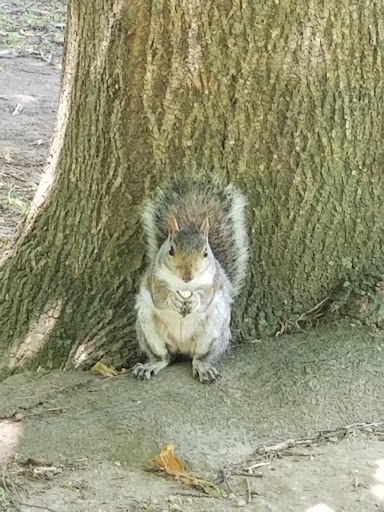 Golf Course «Van Cortlandt Park Golf Course», reviews and photos, 115 Van Cortlandt Park S, Bronx, NY 10471, USA