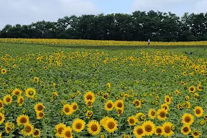 Hokuryu Sunflower Village image