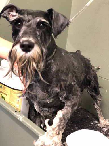 Dog Day Care Center «The Bowhaus Pet Company», reviews and photos, 2472 E Colorado Blvd, Pasadena, CA 91107, USA