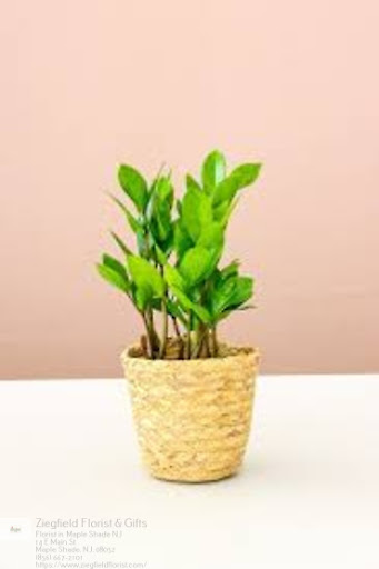 Florist «Ziegfield Florist», reviews and photos, 14 E Main St, Maple Shade Township, NJ 08052, USA