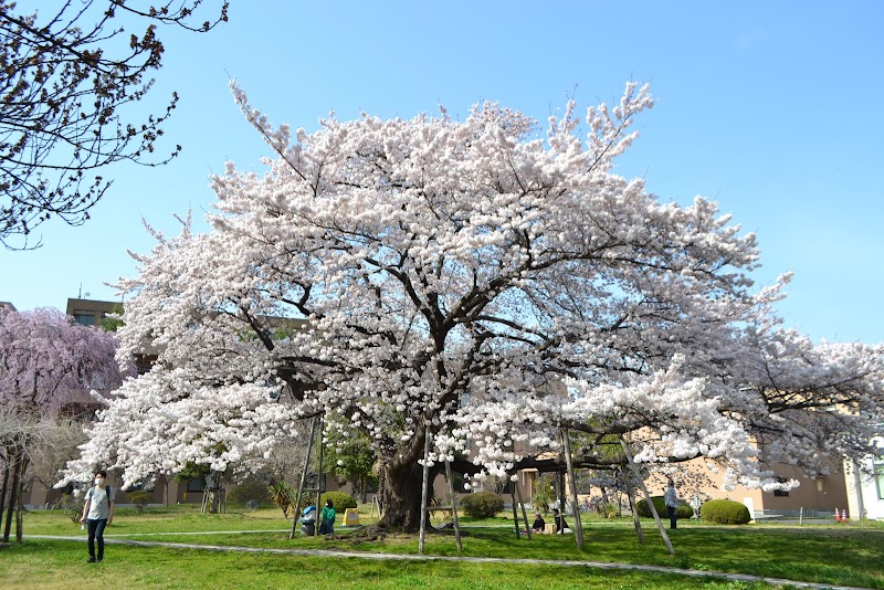 東北大学