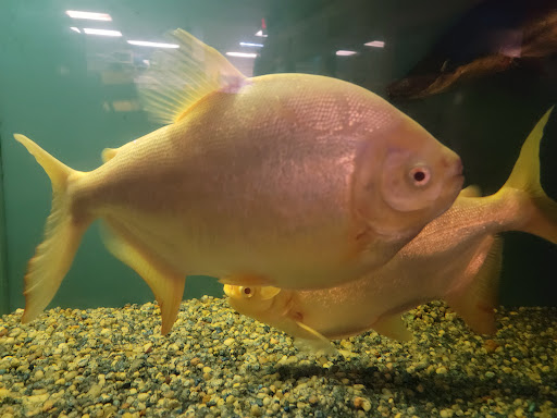 Tropical Fish Store «Ocean Aquarium», reviews and photos, 6820 E Black Horse Pike, Egg Harbor Township, NJ 08234, USA