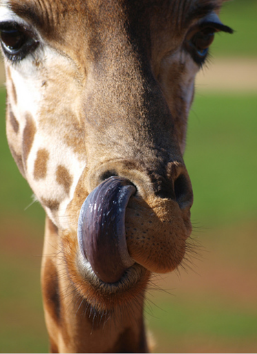 Pet Supply Store «PetSmart», reviews and photos, 1705 N Bechtle Ave, Springfield, OH 45504, USA