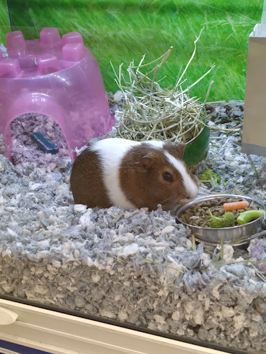 Pet Supply Store «PetSmart», reviews and photos, 9450 SE 82nd Ave, Portland, OR 97086, USA