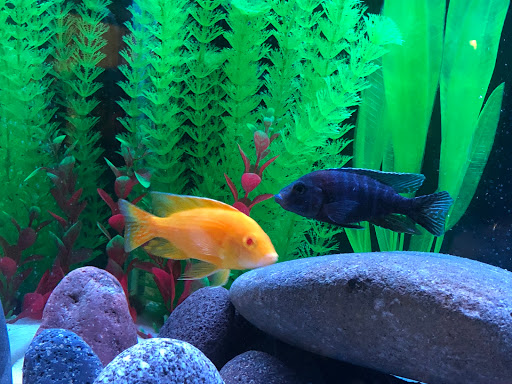 Pet Supply Store «Live Fish Direct .com», reviews and photos, 12270 700 E, Draper, UT 84020, USA