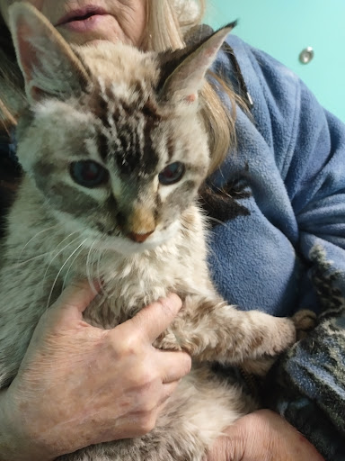 Mancelona Veterinary Hospital image