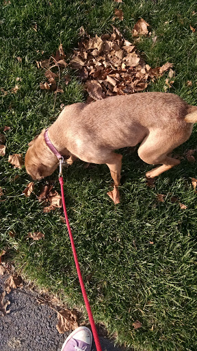 Pet Supply Store «PetSmart», reviews and photos, 12971 Fair Lakes Pkwy, Fairfax, VA 22033, USA