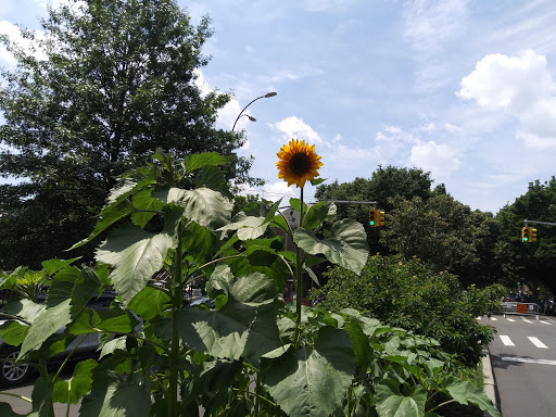 Park «Travers Park», reviews and photos, 76-9 34th Ave, Jackson Heights, NY 11372, USA