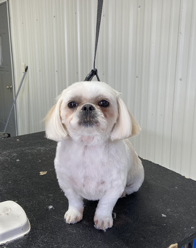 Affordacare Pet Grooming