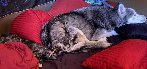 Pet Supply Store «Pet Supermarket», reviews and photos, 2370 Hillcrest Rd Unit E, Mobile, AL 36695, USA