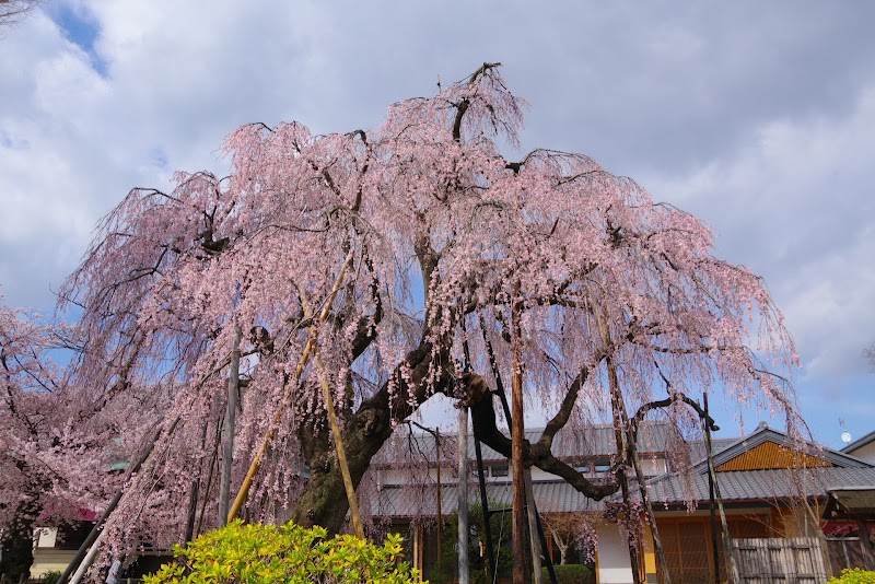 清瀧院のしだれ桜