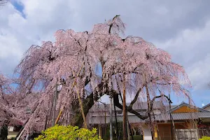 清瀧院のしだれ桜 image