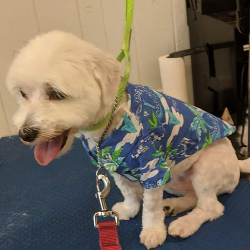 Pet Groomer «Tidy Dog Pet Supply & Salon», reviews and photos, 2612 Lebanon Pike A, Nashville, TN 37214, USA