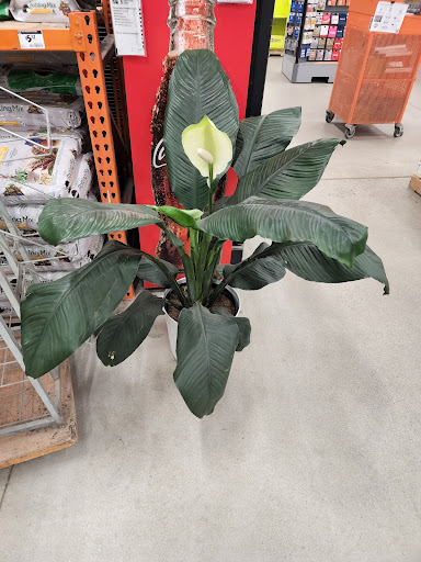 Home Improvement Store «The Home Depot», reviews and photos, 280 N Main St, Rochester, NH 03867, USA