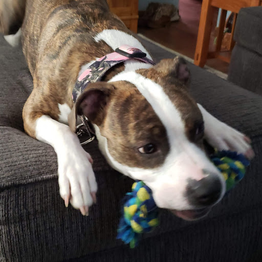 Pet Supply Store «Pet Supplies Plus», reviews and photos, 1791 W Columbia Ave, Battle Creek, MI 49015, USA