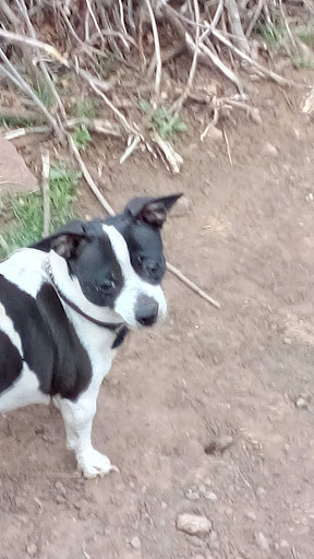 Tourist Attraction «Mount Falcon Park», reviews and photos, Castle Trail, Morrison, CO 80465, USA